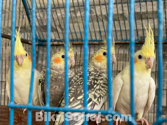 Cocatel birds